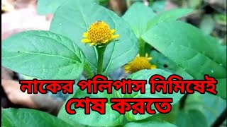 পলিপাস রিমুভ করতে অত্যন্ত কার্যকরি এই ফুল polipas remove korte [upl. by Veejar286]