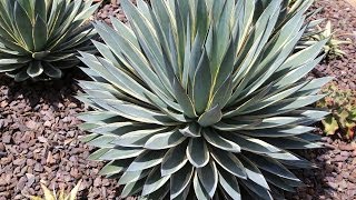 Variegated Agaves in Hybridizer Kelly Griffins Garden [upl. by Annitsirhc648]