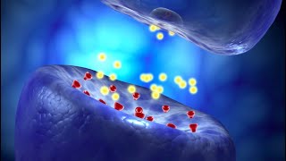 Neural Conduction Action Potential and Synaptic Transmission [upl. by Rotow]