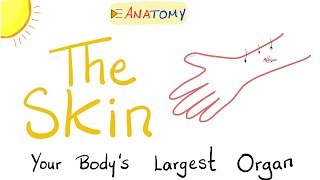 The Skin  The Largest Organ of Your Body  Anatomy amp Histology [upl. by Airamanna545]