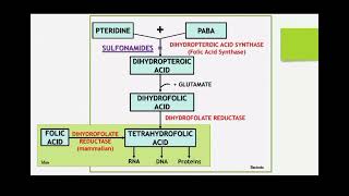 classification and Mechanism of action for Sulphonamide by Ms Deepika [upl. by Nicolais]