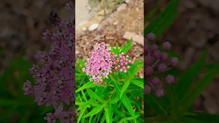 Asclepias Incarnata is a great pollinator attractor and hosts the larva of Monarchs [upl. by Yeldnarb]