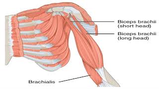 Shoulder Abduction amp Adduction  Shoulder Abductor  Adductor Muscles In Hindi  Urdu [upl. by Ycnej463]