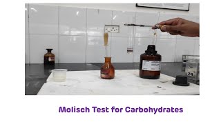 Molisch Test for Carbohydrates  Biochemistry Practical [upl. by Elatsyrc]