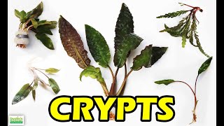 HOW TO KEEP CRYPTS in the planted tank crypt wendtii bronze [upl. by Stig686]