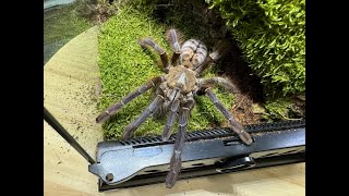 Phormingochilus sp quotSabah Bluequot rehouse and care [upl. by Arria]