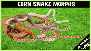 10 Most Popular Corn Snake Morphs [upl. by Flower]