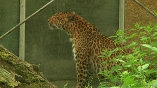 Leopard Julius verlässt Tierpark Hellabrunn [upl. by Sacrod]