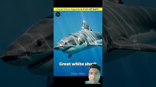 Great white shark facts😱😱😱😱😱😱😱😱😱 factsinhindi amazingfacts facts knowledge science water fish [upl. by Kelleher]