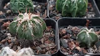 Astrophytum fukuryu seedlings [upl. by Kramnhoj]