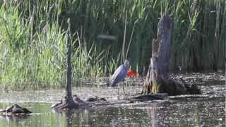 Great blue heron swallow big koi fish [upl. by Arihaz]