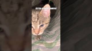 Kitten attacks camera [upl. by Orose]