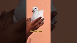 Top High Flyer Kabootar  pigeonvideo pigeonstatus youtubeshorts [upl. by Arraek]