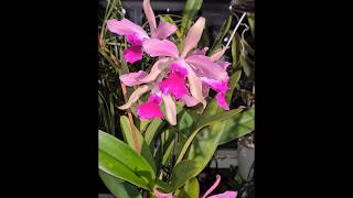 Lc Elegans a very bloomwilling reliable fast growing cattleya orchid now in bloom 7 flowers [upl. by Ycats139]