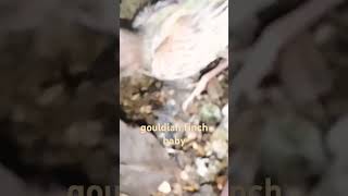 Gouldian Finch baby birds birdsingingmusic gouldianfinch birds youtubeshorts youtube [upl. by Portland]