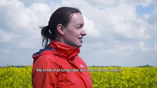 When is the best time for growers to spray for Sclerotinia [upl. by Ahsinrev]