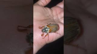 Cockchafer beetles  May bugs [upl. by Susette]