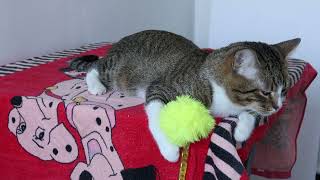 Cat Plays with a Yellow Fluffy Toy [upl. by Norra]