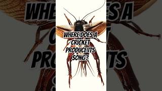 Where Does a Cricket Produce Its Song facts funfacts insects cricket [upl. by Aioj117]