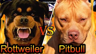 Rottweiler VS Pitbull  Pitbull VS Rottweiler  Best guard dog  Billa Boyka [upl. by Austine]