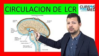 FISIOLOGÍA  CIRCULACIÓN DEL LCR  HIDROCEFALIA [upl. by Amimej]