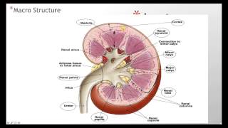 Kidney Anatomy Histology [upl. by Wayland]