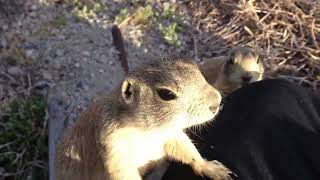 Feeding Prairie Dogs in Wyoming [upl. by Ancier906]