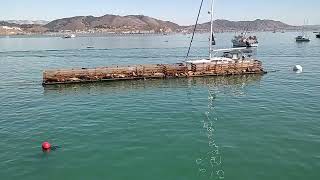 Avila 3rd Pier SEALS on platform Sail Boat appears near platform Avila Beach CA [upl. by Drwde]