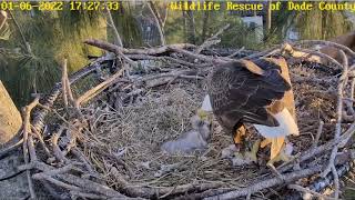 WRDC Eagle Nest Cam 06012022 1715 [upl. by Sined]