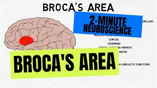 2Minute Neuroscience Brocas Area [upl. by Volkan]