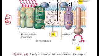 Electron transfer in purple bacteria [upl. by Satsoc]