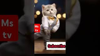 cat dance shortcat dance cat lover catvlog catvideo catsoftiktokcatyoutube catyoutubevideo [upl. by Anilegna]