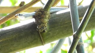 Snake Catcher Finds Nests Incredible Capture [upl. by Nodyl518]