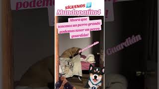 COBIJITA 🤣 dog mundopatitas4 perro doglovers doglover perros humor perritos dogs [upl. by Mandal]