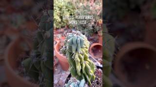 Cereus Peruvianus Monstrose showing off new growth and color 😊🌵 cactus succulents [upl. by Ber144]