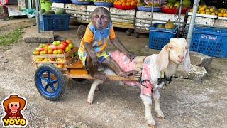 YoYo JR takes the goat to harvest fruit to sell [upl. by Brnaba]