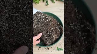 Prune Repot Ruby Necklace Succulent  THE NEXT GARDENER [upl. by Loftus]