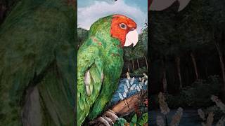 dibujo de loro verde con cabeza roja draw drawing art artist animals shorts fyp reels 💚 [upl. by Thynne]