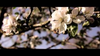 Canon 60D  Tamron 1750 28 and Igus Slider  Test Film quotSpringquot [upl. by Gamaliel608]