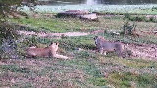 Lionesses at Tembe Elephant Park  africam  exploreorg [upl. by Sheba]