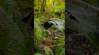 quotMeet the Lyrebird The Bird That Mimics Any Soundquot [upl. by Koren]