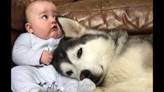 Millie the husky and baby Parker are the cutest ever [upl. by Inama44]