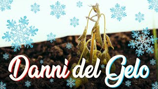 TRUCCHI per PROTEGGERE le PIANTE dal GELO  Come Fare lORTO INVERNALE col FREDDO  tutorial [upl. by Ijneb585]