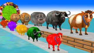 Paint Animals Cow Buffalo Tiger Hippo Lion Fountain Crossing Transformation Animals Cartoon [upl. by Ilajna992]