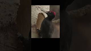 A black woodpecker throws shavings out of a hollow shots birds wildlife [upl. by Parker]