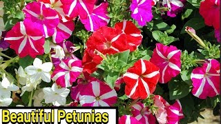 Petunias  How to Plant Grow and Care for Petunias [upl. by Palgrave970]