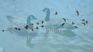 Wild Geese by Mary Oliver [upl. by Morven961]