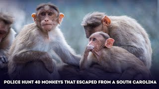 Police hunt 40 monkeys that escaped from a South Carolina usa [upl. by Cai]