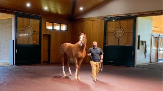 Breeders Cup Contenders Arrive at WinStar Farm [upl. by Yule896]