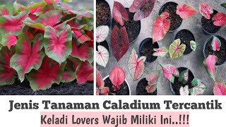 MACAM MACAM TANAMAN KELADI HIAS CALADIUM [upl. by Dupaix]